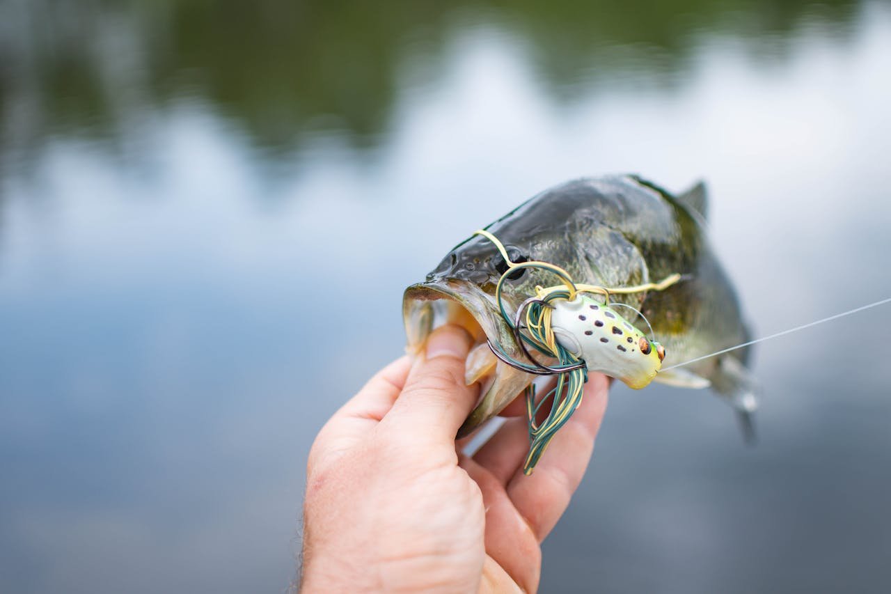 Person Holding a Largemouth Bass